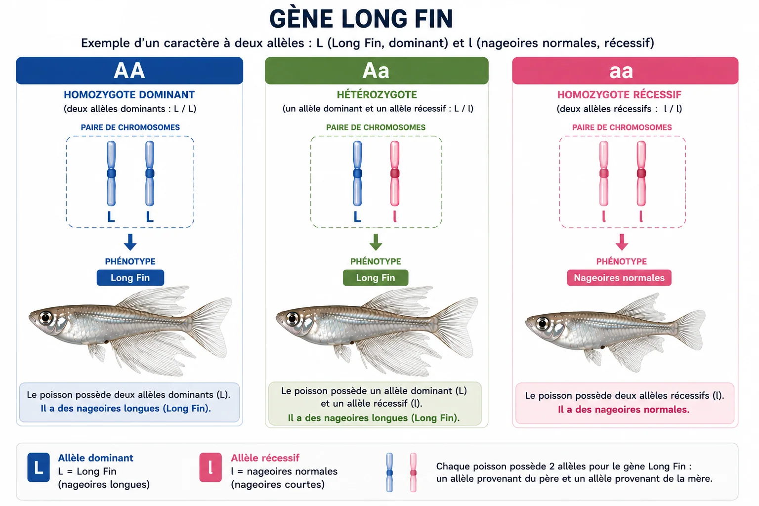 Gène Long Fin : homozygote et hétérozygote