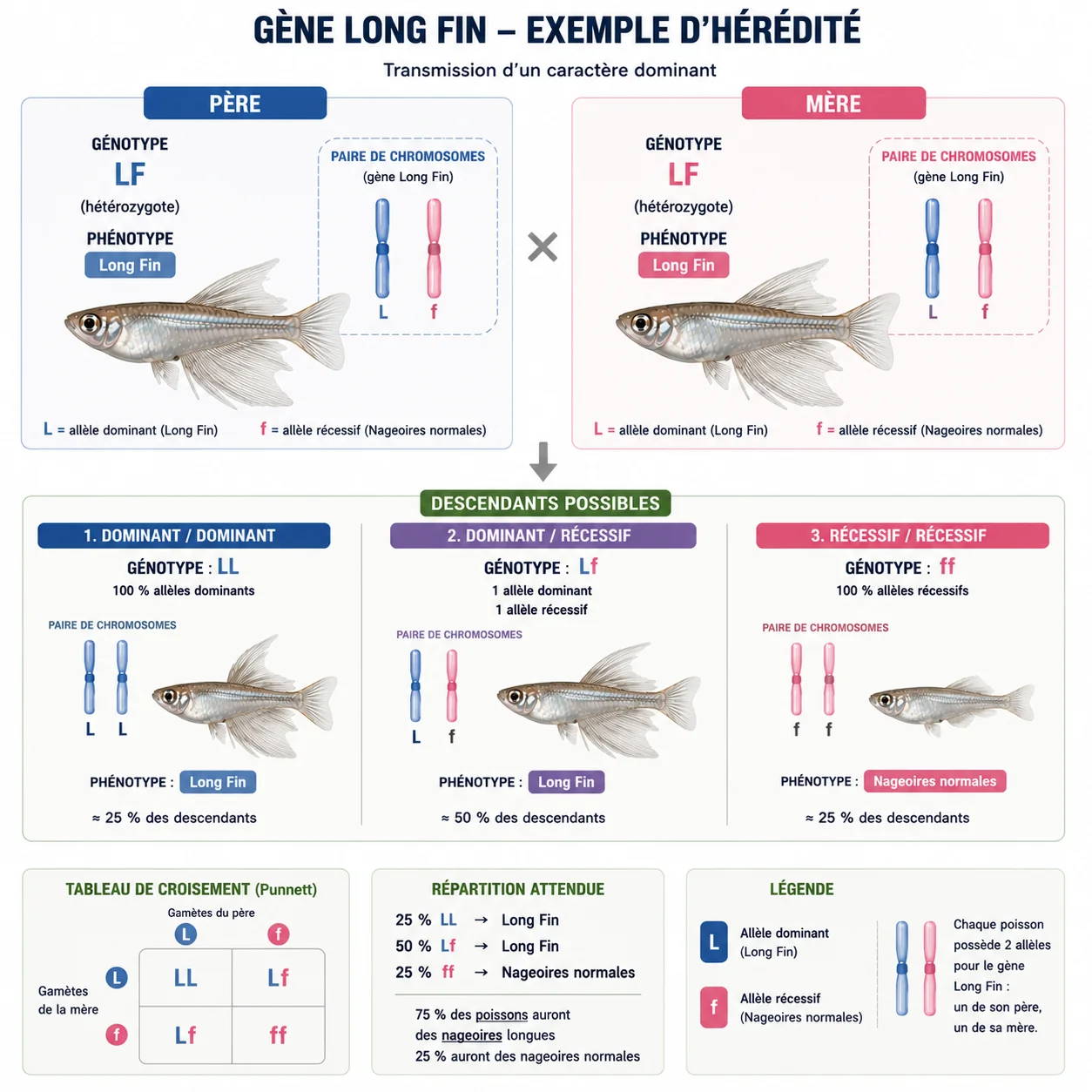 Exemple d’hérédité du gène Long Fin