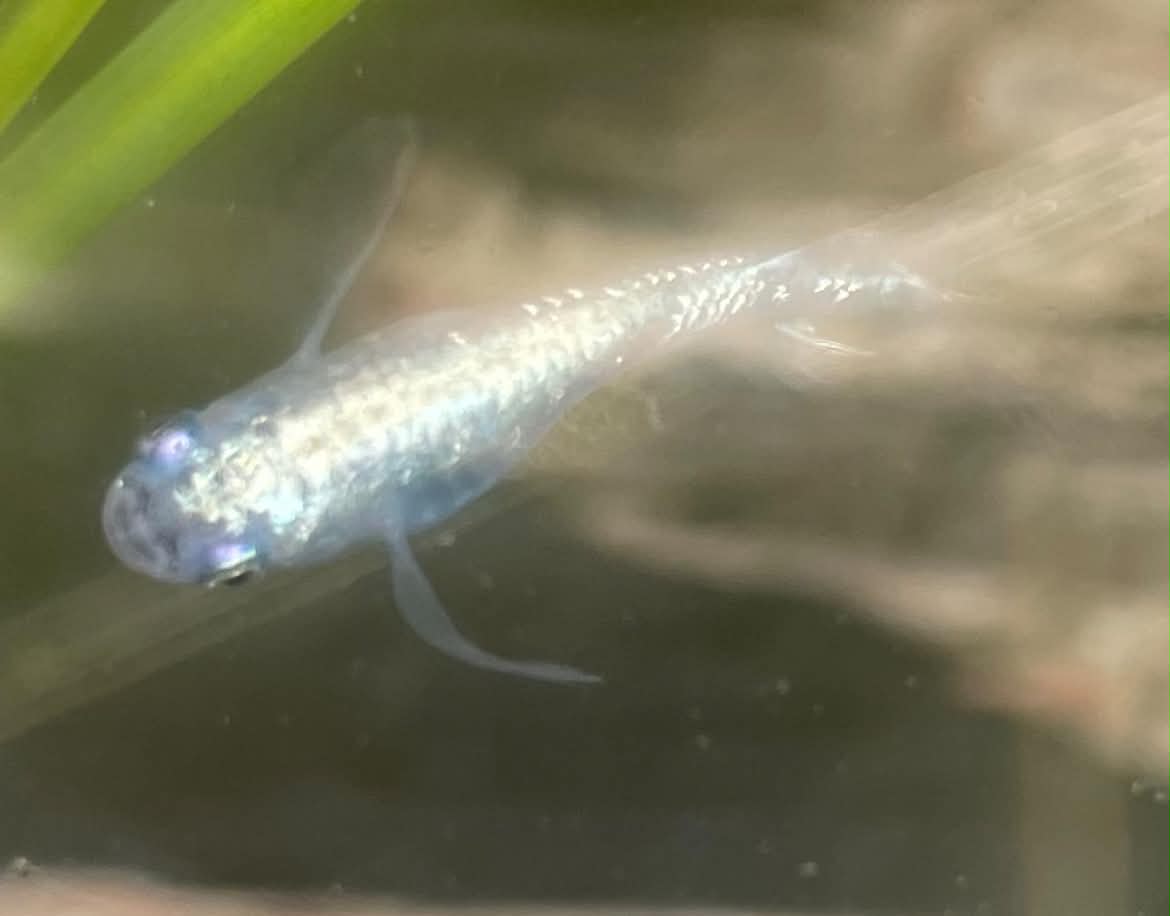 Miyuki Real Long Fin — photographie 2