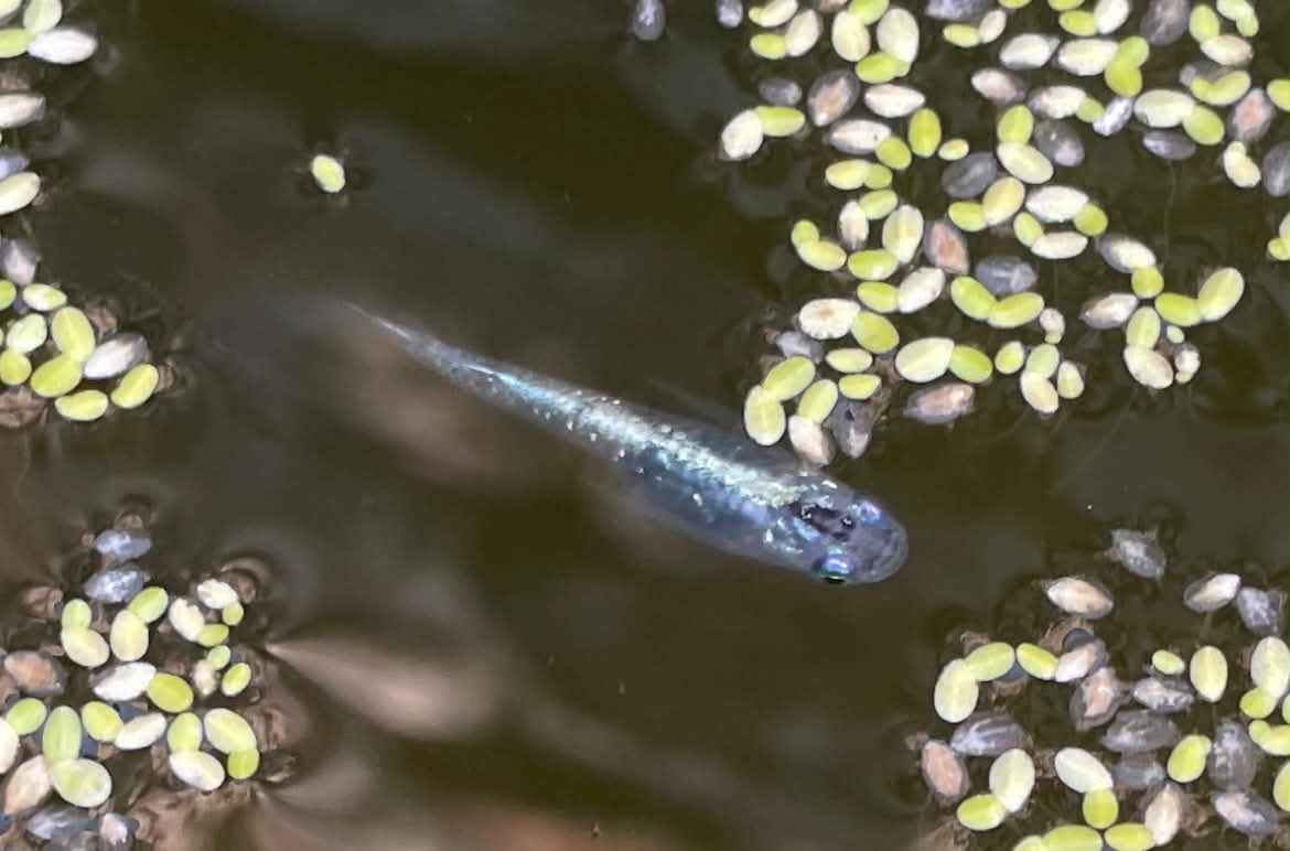 Miyuki Real Long Fin — photographie 3