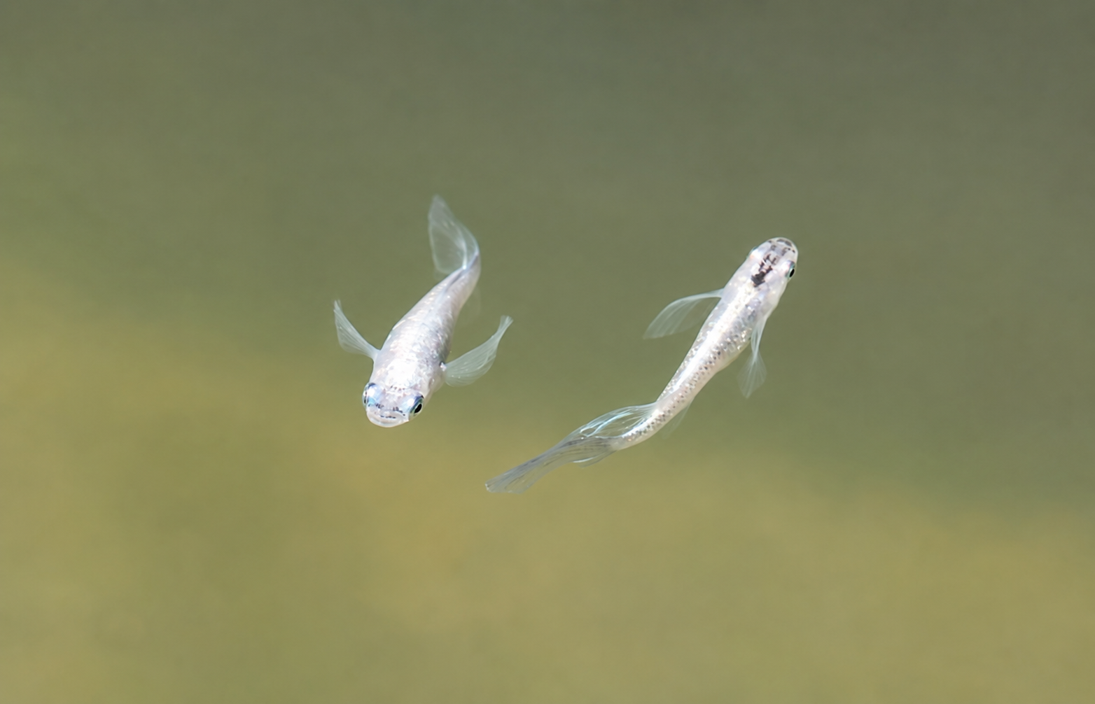 Miyuki Real Long Fin — photographie 1