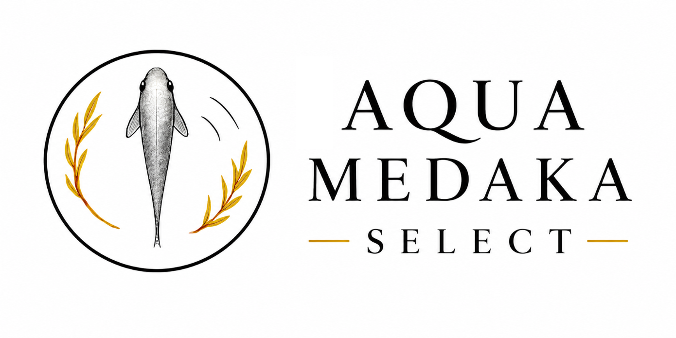 Aqua Medaka Selection